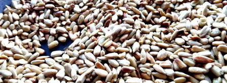 домашняя армянская халва. Шаг 8