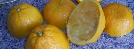 мандариновый мармелад. Шаг 29