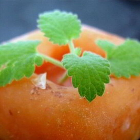 Рецепт абрикосового щербета