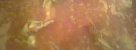 чахохбили классический. Шаг 6