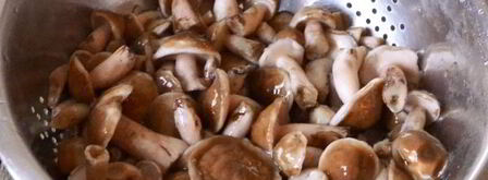 маслята жареные в сметане. Шаг 6