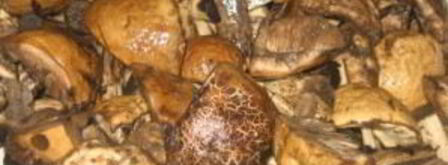 тушеные подберезовики. Шаг 3