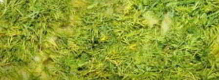 запеченные подберезовики. Шаг 4