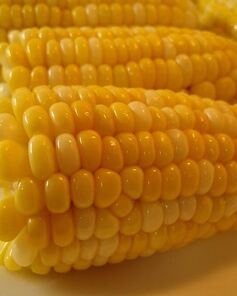 Вареная кукуруза в початках
