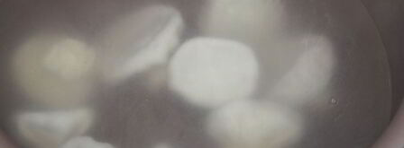 мини-хинкали с говядиной, пекинской капустой и соевым соусом. Шаг 8