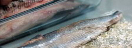 селедка соленая. Шаг 5