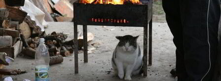 шашлык ответы на вопросы. Шаг 4