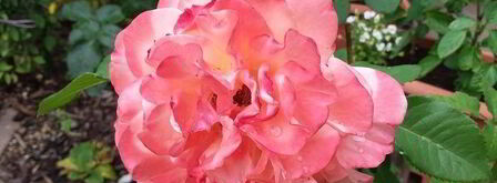 индийские тефтели с чечевицей. Шаг 8