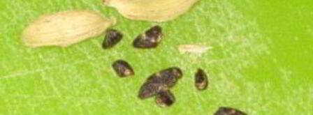 чай гарам масала. Шаг 4