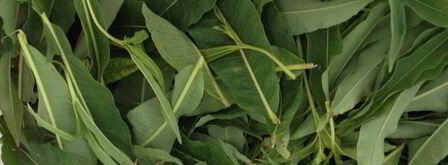 чай кипрей. Шаг 4