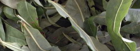 чай кипрей. Шаг 5