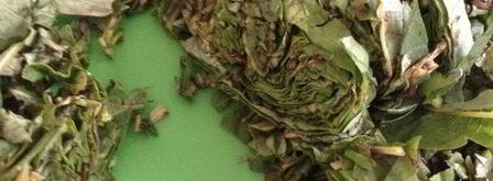 чай кипрей. Шаг 10