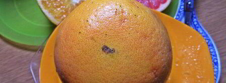 чай пуэр с цитрусами и бальзамом. Шаг 6