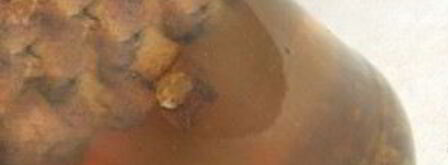 квас из бородинского хлеба без дрожжей. Шаг 8