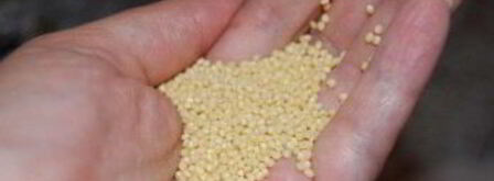 квас из хрена и меда. Шаг 5