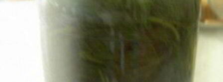 квас из крапивы. Шаг 3