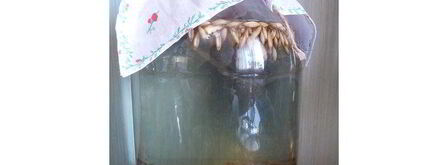 квас из овса летний. Шаг 4