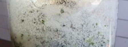 квас из виноградных листьев. Шаг 4