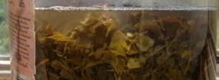 квас из виноградных листьев. Шаг 5