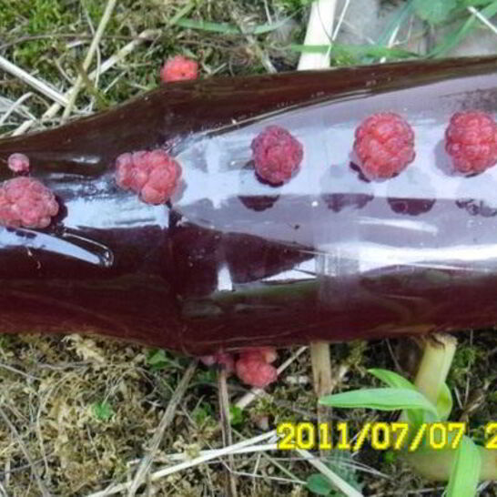 Рецепт малинового сиропа