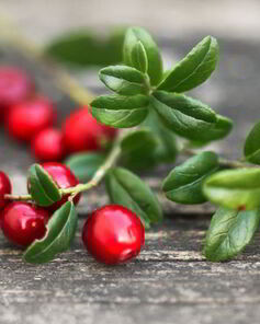 Домашняя наливка из брусники