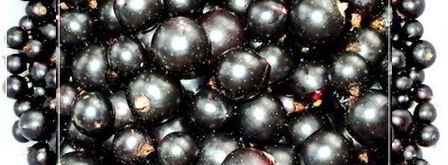 наливка черносмородиновая. Шаг 3