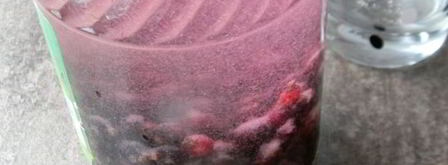 наливка из черной смородины. Шаг 7