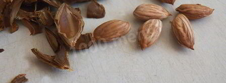 абрикосовая настойка. Шаг 6