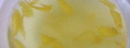 лимонная настойка на спирту. Шаг 4