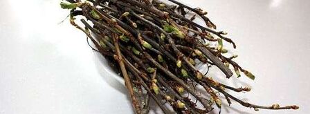 настойка на смородиновых почках. Шаг 8