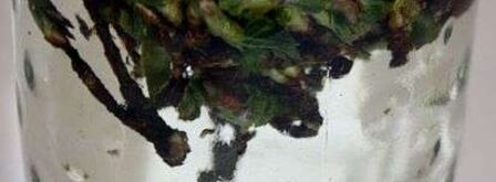 настойка на смородиновых почках. Шаг 17