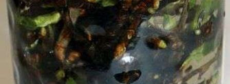 настойка на смородиновых почках. Шаг 19