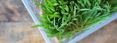 сок из ростков пшеницы. Шаг 3