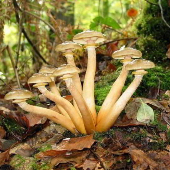 Рецепт маринованных опят с маринаде с корицей