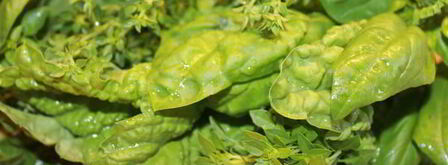 чесночно-базиликовый песто. Шаг 4