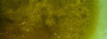 соус зеленый ткемали. Шаг 7