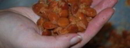 ткемали из слив на зиму. Шаг 7