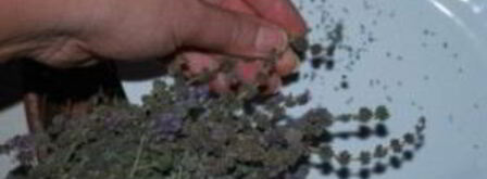 ткемали из слив на зиму. Шаг 9