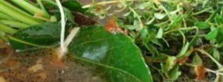 куриный бульон по-французски. Шаг 7