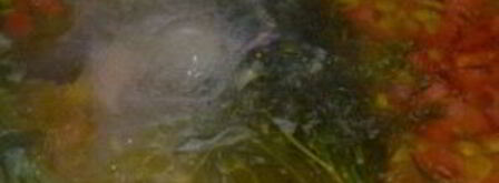 шурпа из гуся. Шаг 8