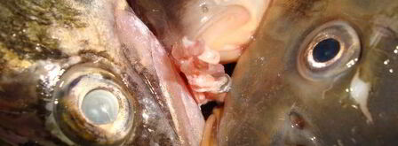 фирменная уха с манкой. Шаг 3