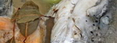 уха из красной рыбы. Шаг 3