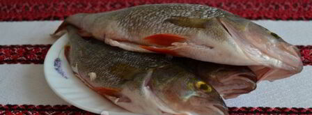 уха из речного окуня. Шаг 5