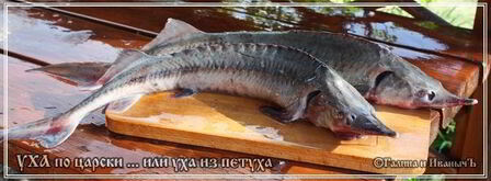 уха по-царски из петуха. Шаг 11