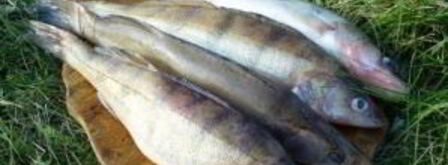 уха в казане. Шаг 3