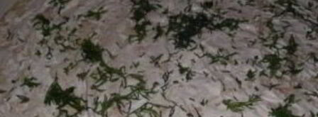 лаваш с грибами и сыром. Шаг 4