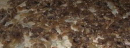 лаваш с грибами и сыром. Шаг 5