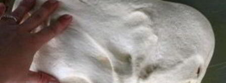 фокачча с маслинами и розмарином. Шаг 9