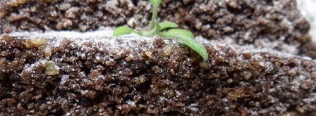 постный шоколадный манник с миндалем. Шаг 14