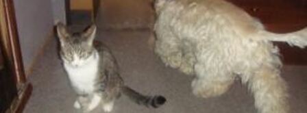 пирожки для бабушки. Шаг 8